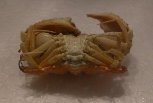 calappa ocularia T.F.C. A posterior ventral view.bmp